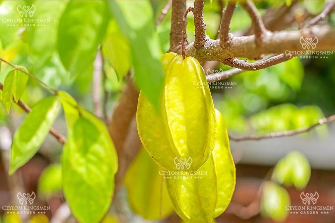 Ceylon Kingsmen Garden Hotel - Katunayake Negombo Zewnętrze zdjęcie